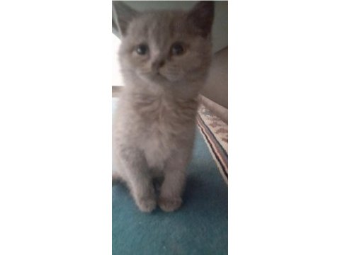Safkan british shorthair yavrumuz
