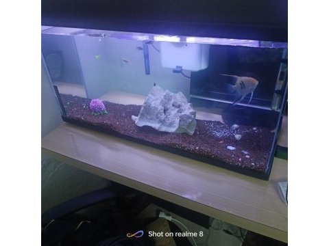 Kurulu akvaryum balıkları dahil