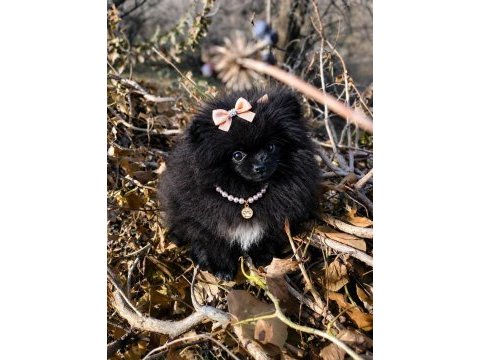 Sevimliliğiyle hayran bırakan siyah pomeranian boo yavrusu