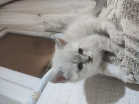 Blue point british shorthair
