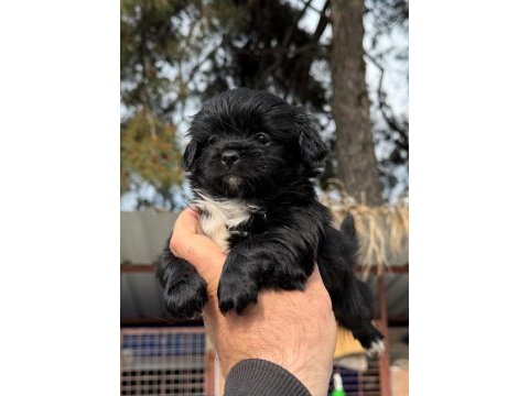 Morkie çok sevimli yavrular 