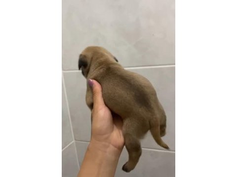 Pug mops yavrular krem siyah