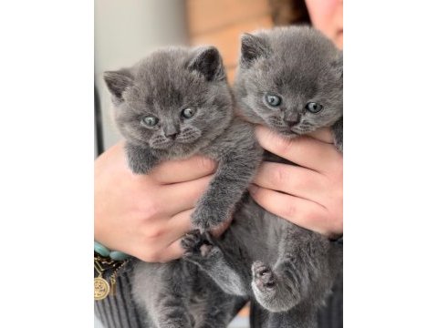Safkan full british shorthair soy yavrular