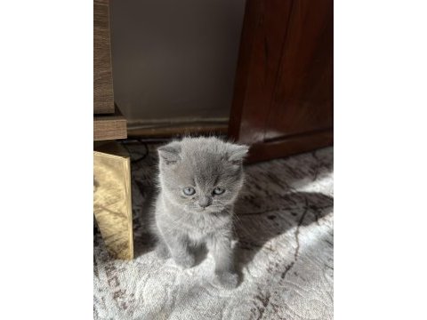 British shorthair yavrular