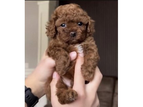 Toy poodle kore köpekler