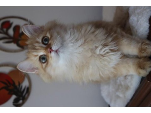 British longhair erkek kedimiz