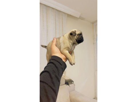 Dişi erkek pug mops