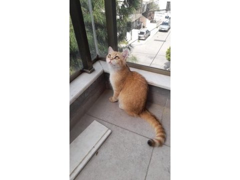 7 aylık dişi british longhair