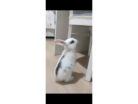 Evcil mavi gözlü lop kırması tavşan