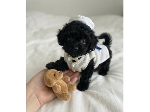 Ev ortamından siyah toy poodle yavrular