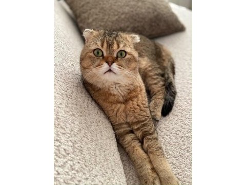 2 yaşında sağlıklı scottish fold