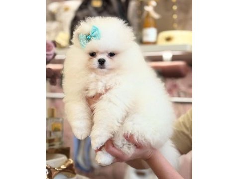 Ayı surat pomeranian boo bebekler