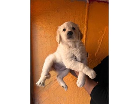 Mükemmel kalitede golden retriever bebekler için acele edin