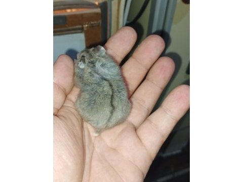 Çok güzel bir beyaz kız ve kara çocuk hamster