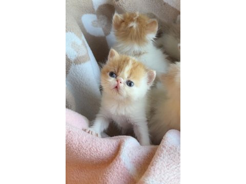 Şecereli exotic shorthair snoopy erkek yavrum