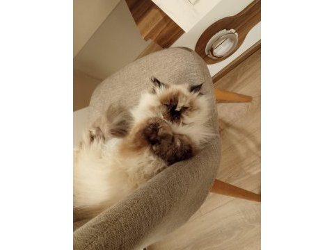 Prenses mia himalayan kedimiz