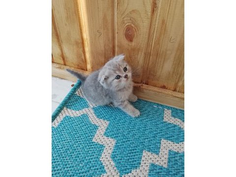 Ücretsiz sahiplendirme yavru kediler