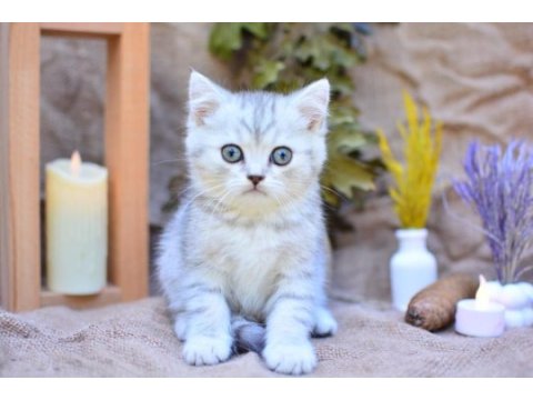 Gümüş çizgili ns24 british shorthair 