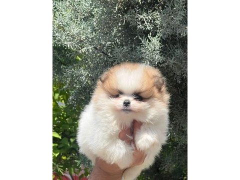A kalite pomeranian bebeklerim