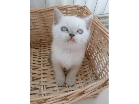 Mavi gözlü blue point british shorthair yavrular