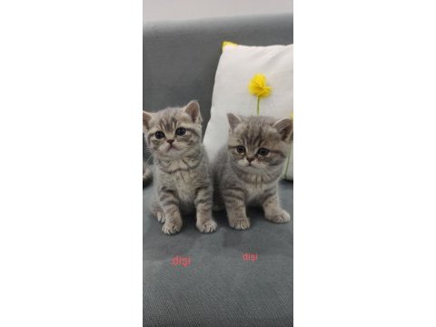 Uyguna british shorthair vereceğim