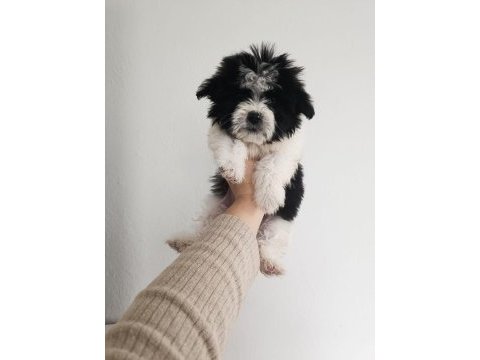 Maltipoo yavru köpekler
