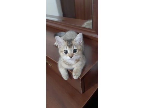 Golden british shorthair