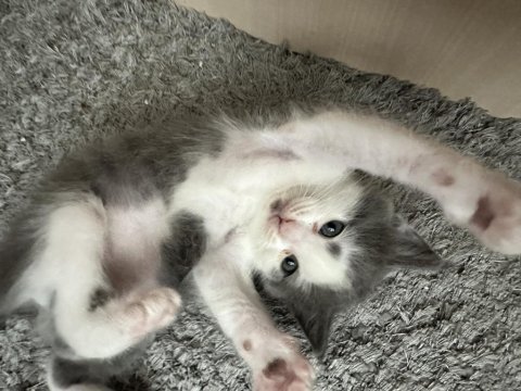 Ücretsiz sahiplendirilecek kedimiz