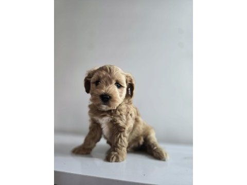 Orjinal teacup maltipoo yavrular