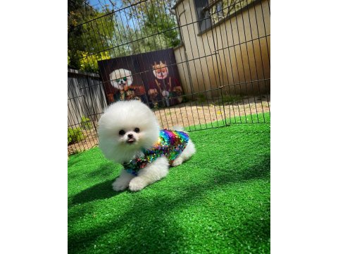 Safkan pomeranian boo