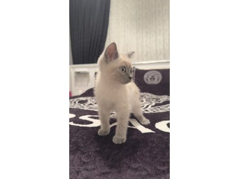 Uysal 3 aylık british shorthair beyaz