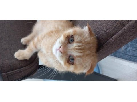 Scottish fold sahiplendirme