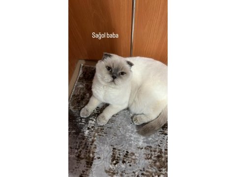 Ücretsiz sahiplendirme scottish fold kedisi