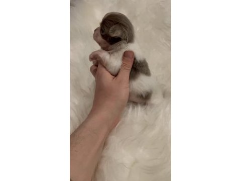 Micro teacup ukrayna kan mükemmel anatomi yavrular