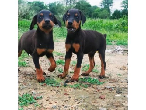 Ruhsatlı köpek çifliğinden doberman yavrular a scrli