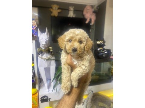 Maltipoo a kalite