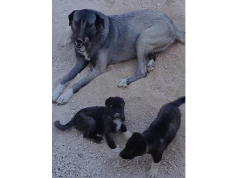 Karabaş kangal