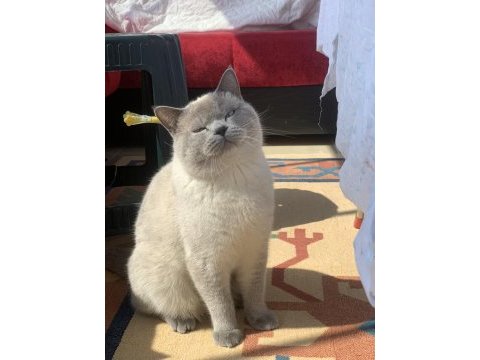 2 yaş tecrübeli british shorthair oğlumuza eş