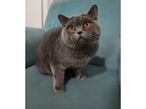 Erkek british shorthair kedim için dişi misafir arıyoruz
