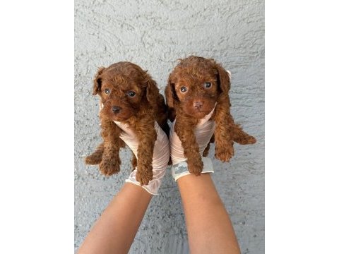 Toy poodle yavrularımız çiftliğinden