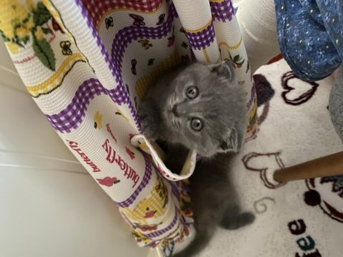 Scottish fold