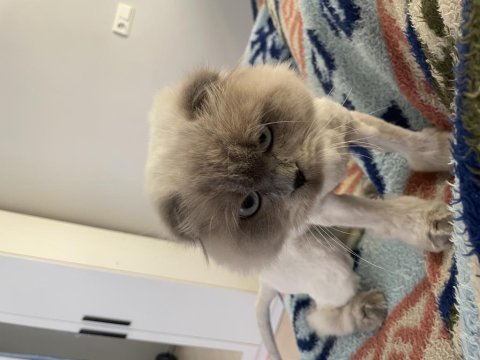 Erkek scottish bluepoint longhair
