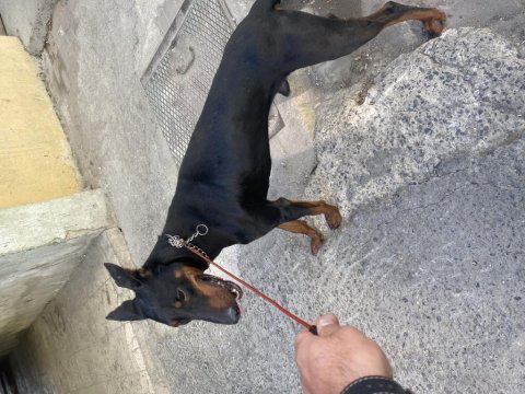 Aşıları tam uysal doberman