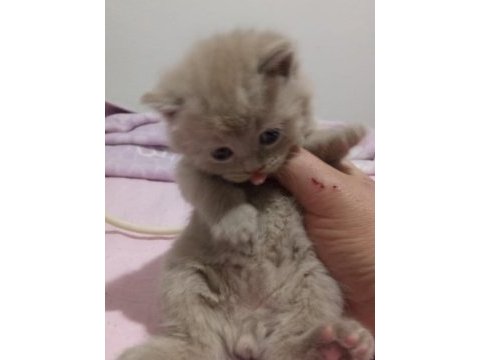 Her renkten british shorthair yavrular