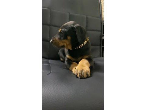 A kalite doberman bebekler