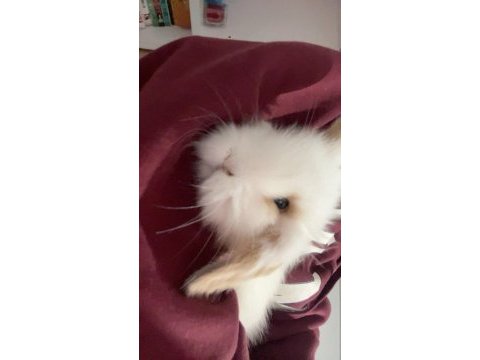 2 aylık hollanda lop tavşan