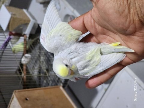 Rainbow spangle opal japones albino muhabbet yavrular
