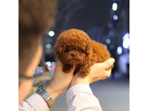 Güzeller güzeli show yapıdaki özel toy poodle meleklerim