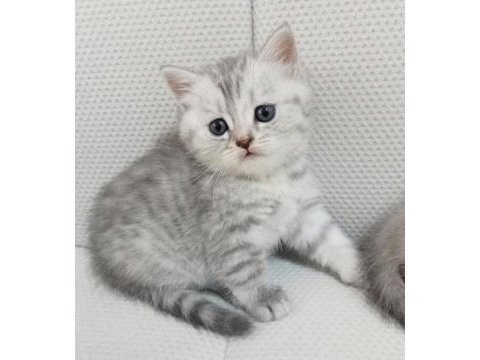British shorthair silver tabby