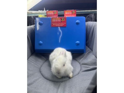 Cüce netherland dwarf yavrularımız